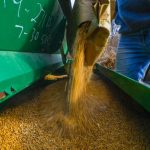 Corn pouring into large bin