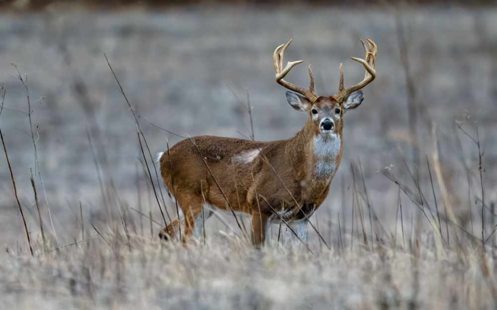 A selective focus of a brown-furred Columbian white-tailed deer standing in a field in winter, with a forest in the blurred background